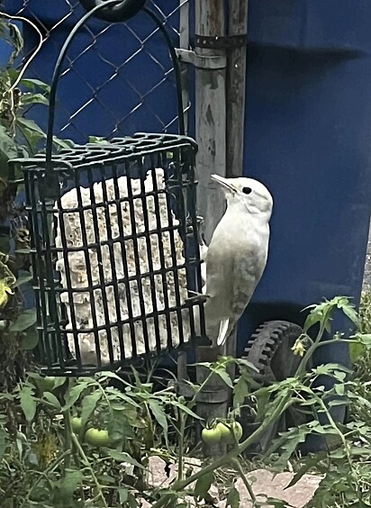 O animal raro era um pica-pau-pequeno-de-bico-branco leucístico.