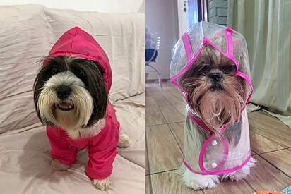 Capa de chuva para cachorros da Shopee