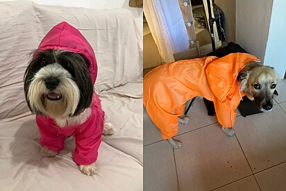 Capa de Chuva para Cães e Gatos - Modelo Macacão