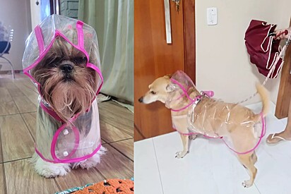 Capa de Chuva Pet Impermeável - LR-0180