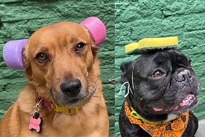 Creche para cachorros adere ao Dia do Cabelo Maluco e esses foram os penteados dos alunos