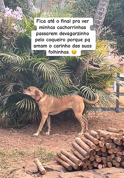 Os cães estavam fascinados com o coqueiro.