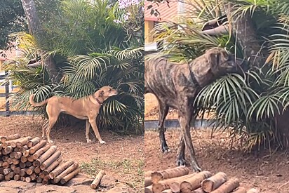 Mulher vê seus cães em transe no parque e então descobre motivo.