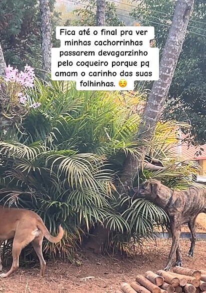 O cães ficaram em transe soba as folhas do coqueiro.