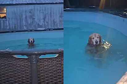 Mulher mal pode acreditar no que golden retriever faz poucas horas antes do furacão Milton chegar.