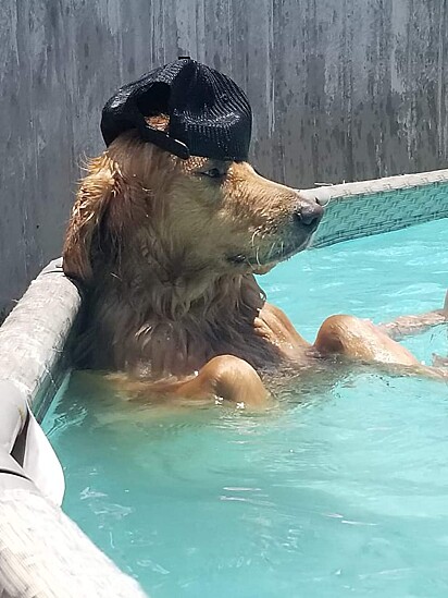 Duke ama uma piscina.