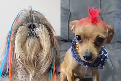 Cabelo maluco: 10 ideias de penteados mais criativos para pets