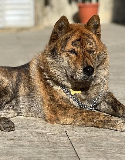 O cão acertou em cheio o olho da tutora.