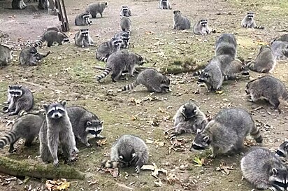 A mulher não tinha noção da consequência de alimentar um animal selvagem.