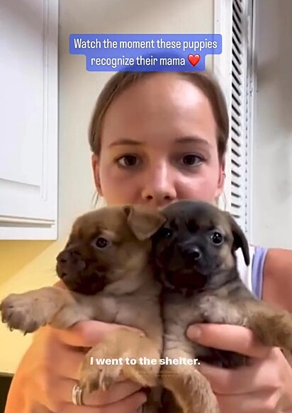 A protetora de animais junto com os filhotes de cachorro.