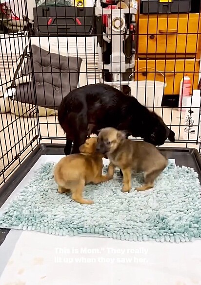 Os filhotes reencontrando sua mãe cachorrinha.