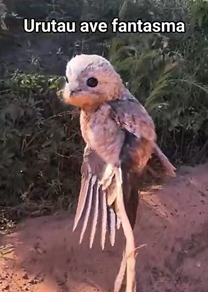 Gil se deparou com um urutau na estrada.