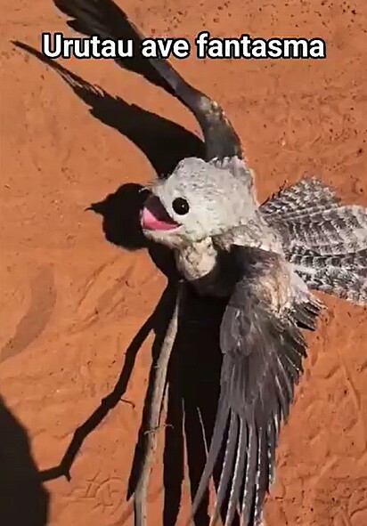 O canto do urutau pode ser um pouco assustador.