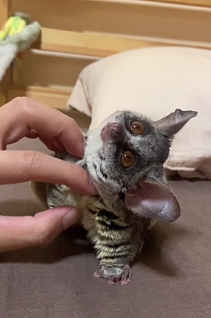 Brekkie é um bush baby, também conhecido como galago.