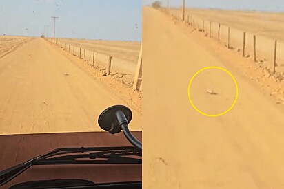 Caminhoneiro para veículo imediatamente após ver pequena bolinha em estrada de chão.