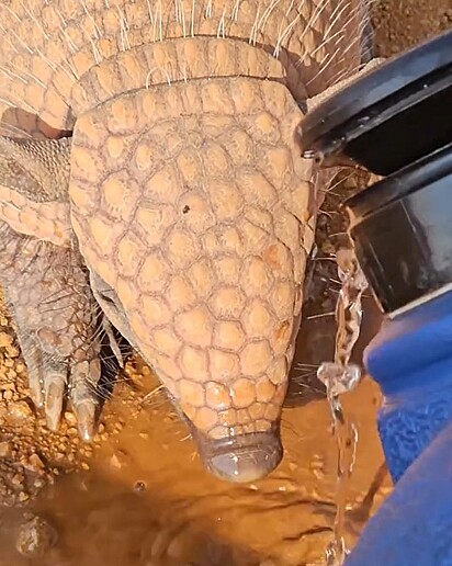 Helton ofereceu água ao tatu, que bebeu avidamente.