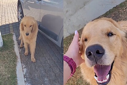 Mulher encontra golden perdido, devolve ao tutor e recebe o melhor presente do mundo de recompensa 