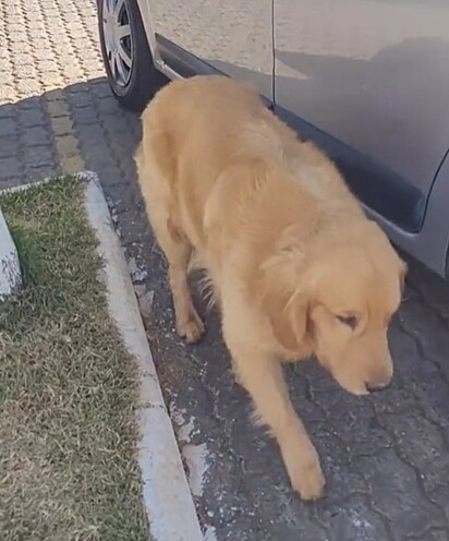 Paula encontrou Charles, um golden retriever, perdido na rua.