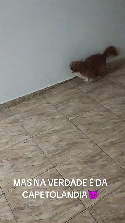 A cachorrinha tem dois anos e já é castrada.