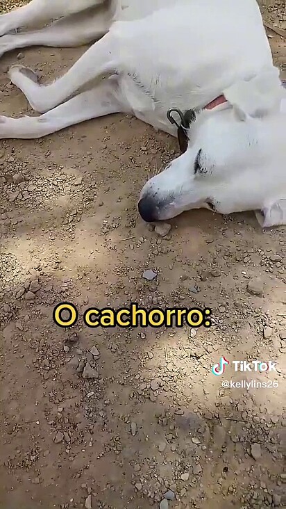 O cão prefere dormir e não se interessa em latir no portão.