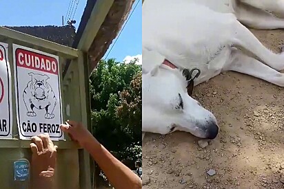 O cachorro tem outros planos e não quer cuidar do quintal.