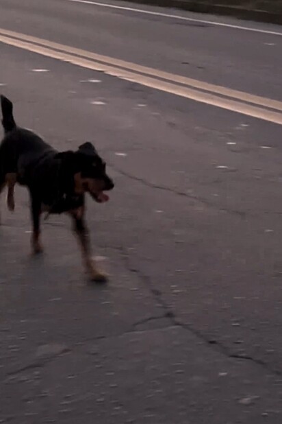 O cão começou a seguir o carro pela rodovia.