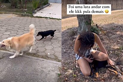 O cachorro é muito espuleta. 