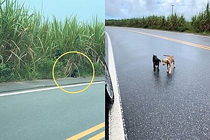 Motorista avista vulto preto em estrada movimentada e resolver parar.