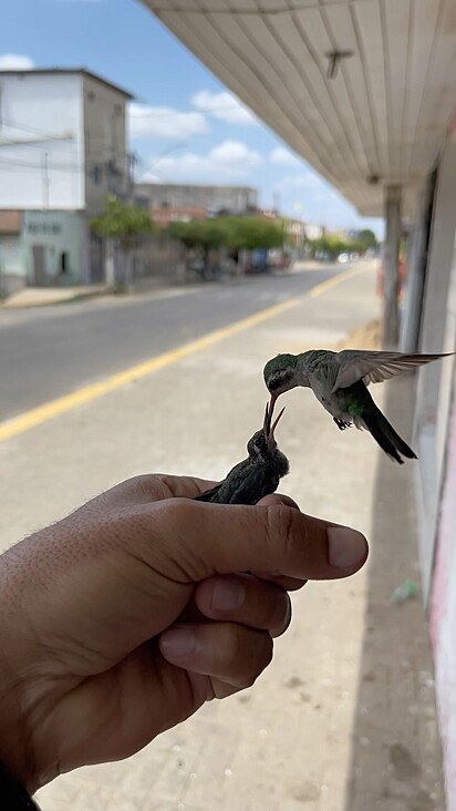 O beija-flor estava acompanhado de sua mãe.