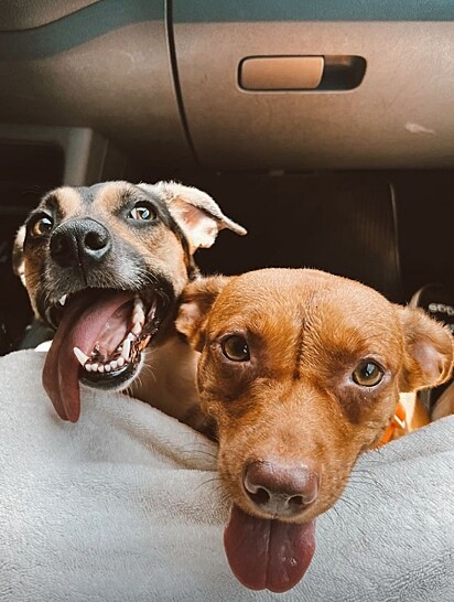 Olívia e sua irmã canina são muito amadas pelos tutores.