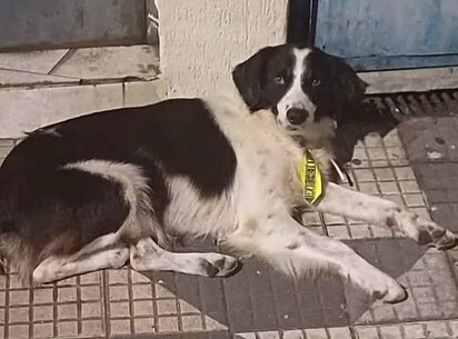 Bento foi abandonado logo após banho em pet shop.