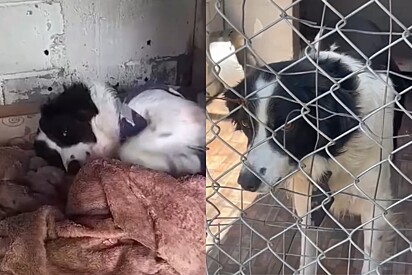 Cão que foi abandonado na rua após banho em petshop muda seu semblante após receber notícia que aguardava.