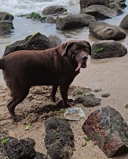 Spyke encontrou o que, para ele, era o maior tesouro da praia: uma pedra.