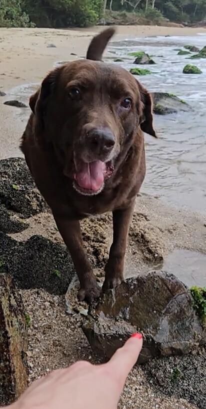 O cachorro: pela pedra eu dou minha vida.