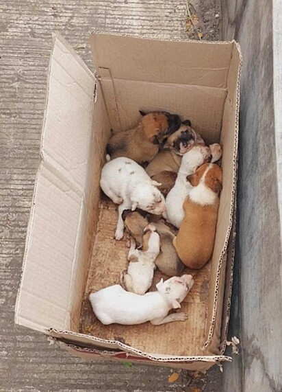 Nove filhotes de cachorro foram abandonados dentro de uma caixa à beira da estrada.