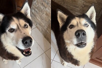 Conheça Aaron, o husky com sotaque italiano que encantou os internautas