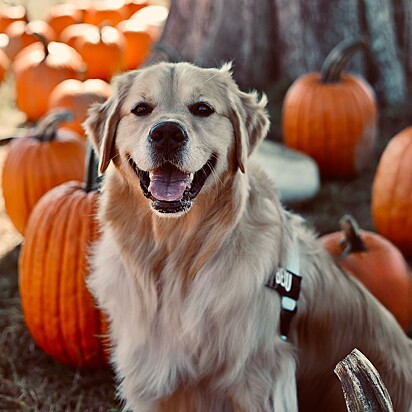 Beau é um golden retriever muito esperto.