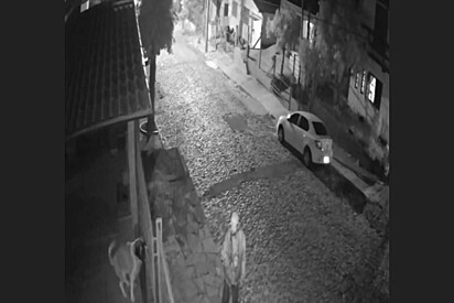 Mulher olha câmera de segurança e descobre o que morador de rua fez com seu cachorro