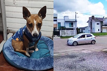 Cachorro foge e tutor inova completamente ao procurar seu cão com carro de som