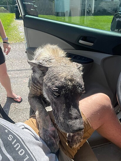 Devida a sua aparência, o cão era assustador.