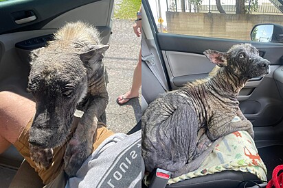 Cão com aparência de pedra é resgatado e passa por incrível transformação.