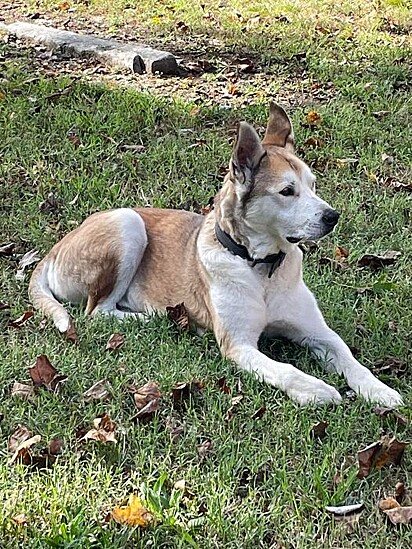 O cão passou por incrível transformação.