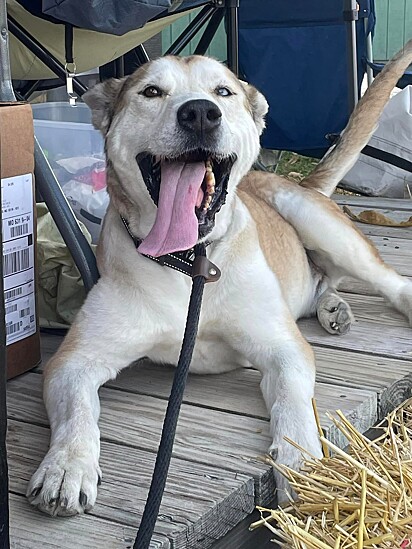 O cão está em busca de sua família para sempre.