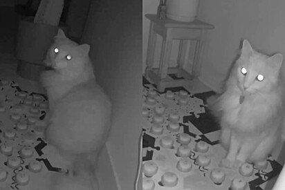 Assustador: Gato usa botões de áudio para avisar que havia um estranho em casa.