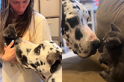 Dogue alemão, sem noção do seu tamanho, demonstra delicadeza ao interagir com filhote de gato.