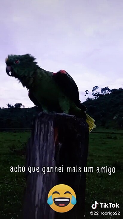 O papagaio fez amizade com o motociclista.