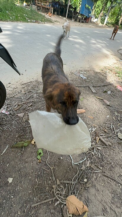 A cachorrinha precisa achar algo para retribuir o carinho.