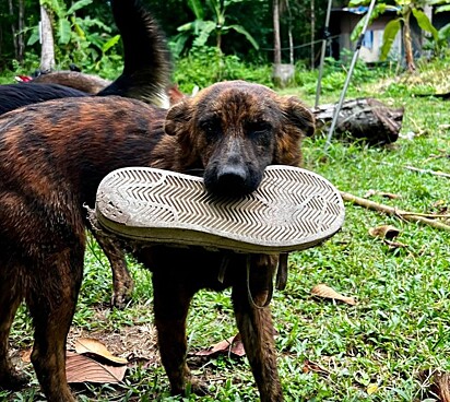 Ela se chamada Snickers (tênis) em português e adora presentar o protetor com calçados.