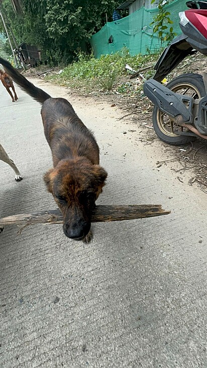 A cachorrinha carrega tudo o que vê pela frente.