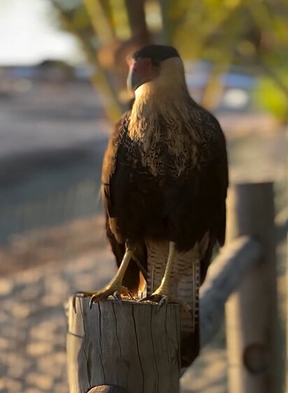 Um carcará, uma majestosa ave de rapina, pousou pertinho de Emile. 